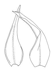 Orthotrichum hortense, leaves.
 Image: R.C. Wagstaff © All rights reserved. Redrawn with permission from Lewinsky (1984). 